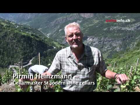 Europe&#039;s highest vineyard