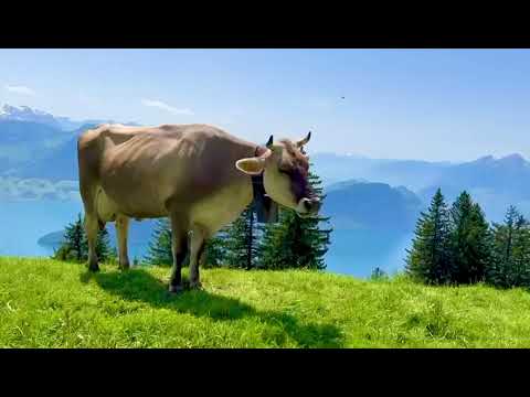 Schweizer Kühe auf der RIGI Königin der Berge