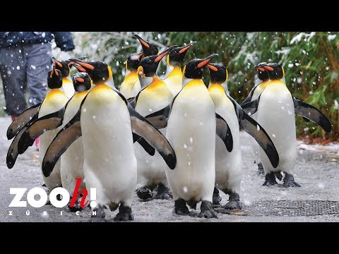 Zoo Zürich: Pinguinparade