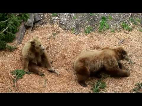 Bern Bear Park / Bärengraben | Switzerland, 2013 | Fossa degli orsi |