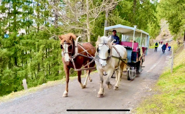 Leisurely carriage ride between Rigi Kaltbad and Rigi-First