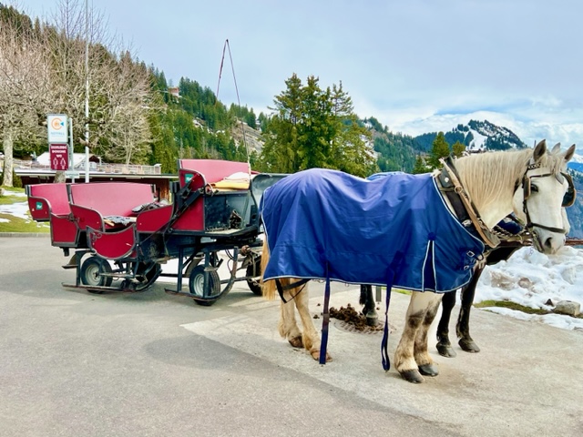 Horses at Rigi-Kaltbad eagerly await guests...