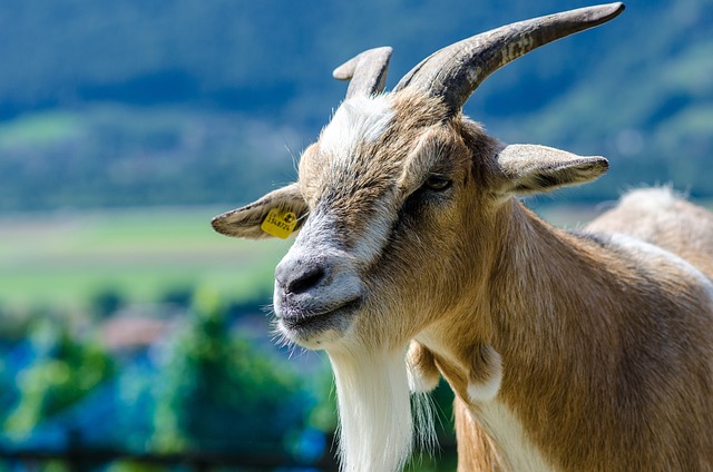  Toggenburg Goat, a breed of domestic goat that originated in the Toggenburg Valley of Switzerland