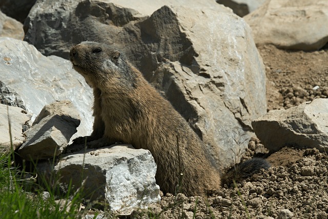 Marmots on the Stanserhorn