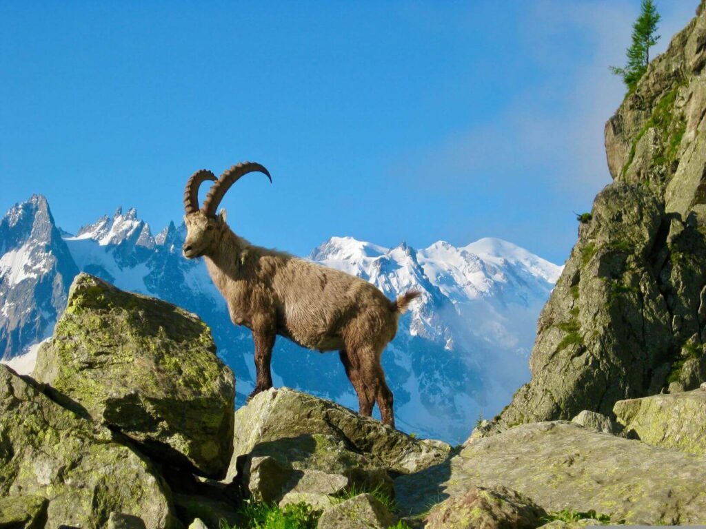 Ibexes with alpine panorama