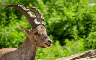 Ibex Safari on Mount Pilatus
