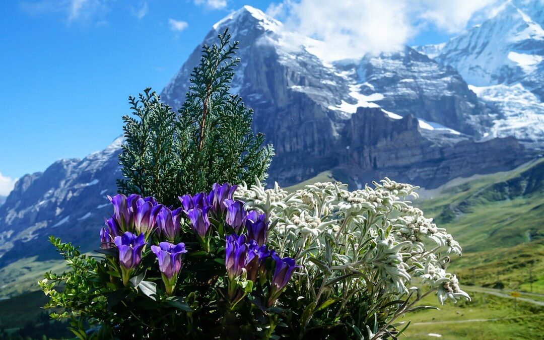 Hike near the north face of the Eiger