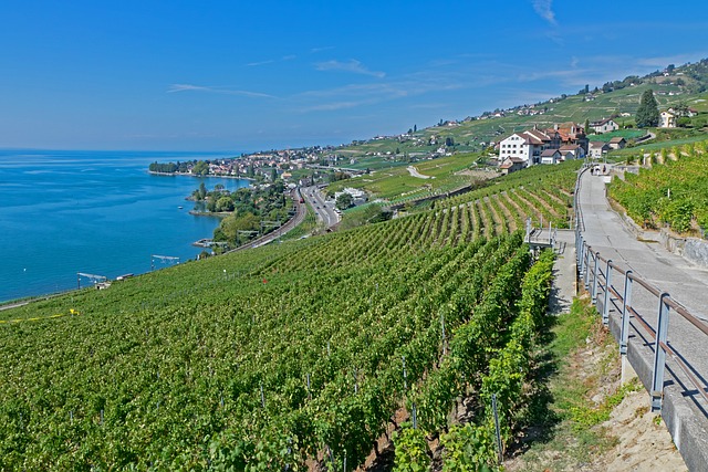 Lake Geneva with vineyards