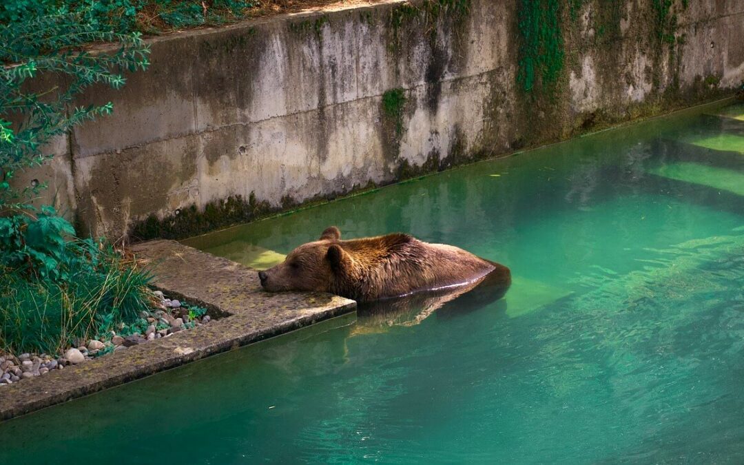 BärenPark – Wahrzeichen von Bern