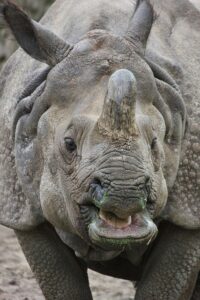 Armored rhinoceros Zoo Basel