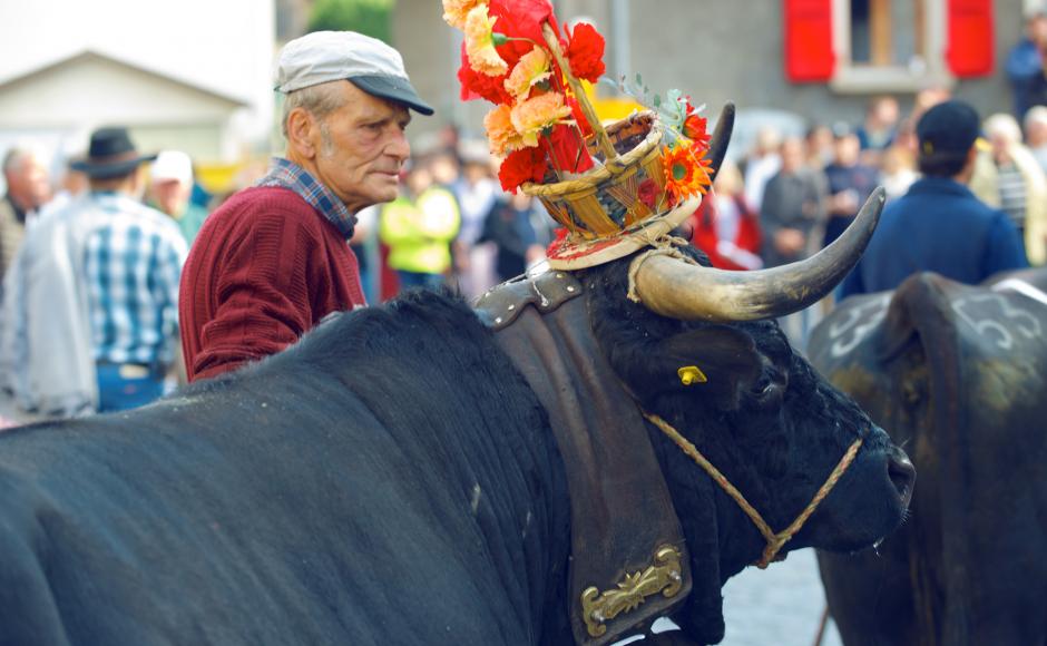 Hérens cow alpine parade © Valais Promotion
